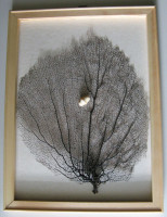 Gorgonia flabellum Linnaeus, 1758 (Gorgonie vějířovitá) v dřevěném rámečku  